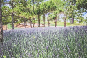 Dalat Valley Of Love